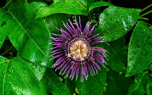 La Passiflore pour Dormir : Un Remède Naturel pour des Nuits Paisibles